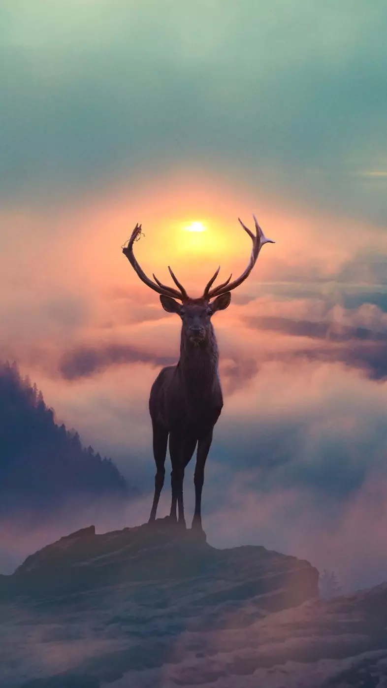 reindeer wallpaper