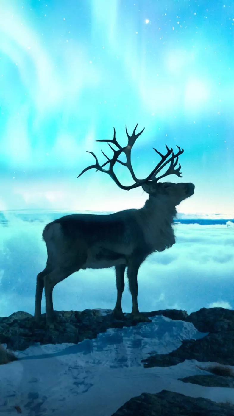 reindeer fantasy wallpaper