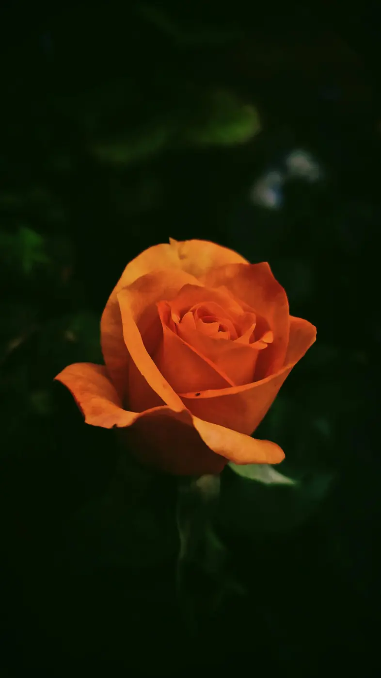 rose wallpaper