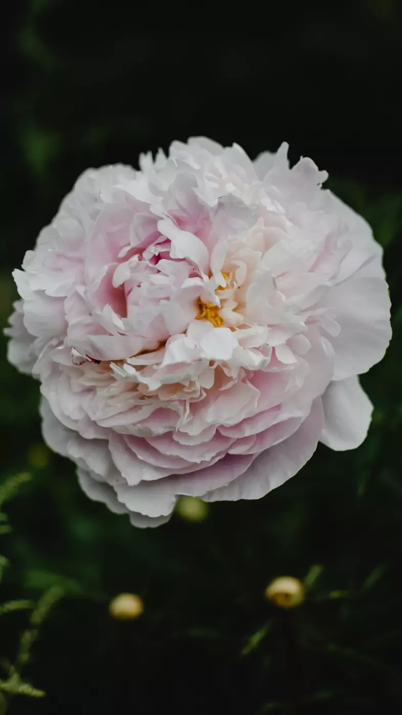 rose wallpaper