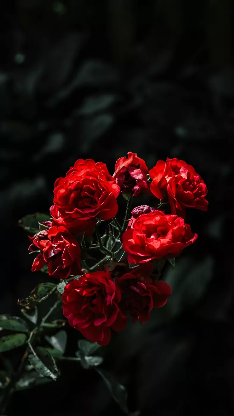 rose wallpaper
