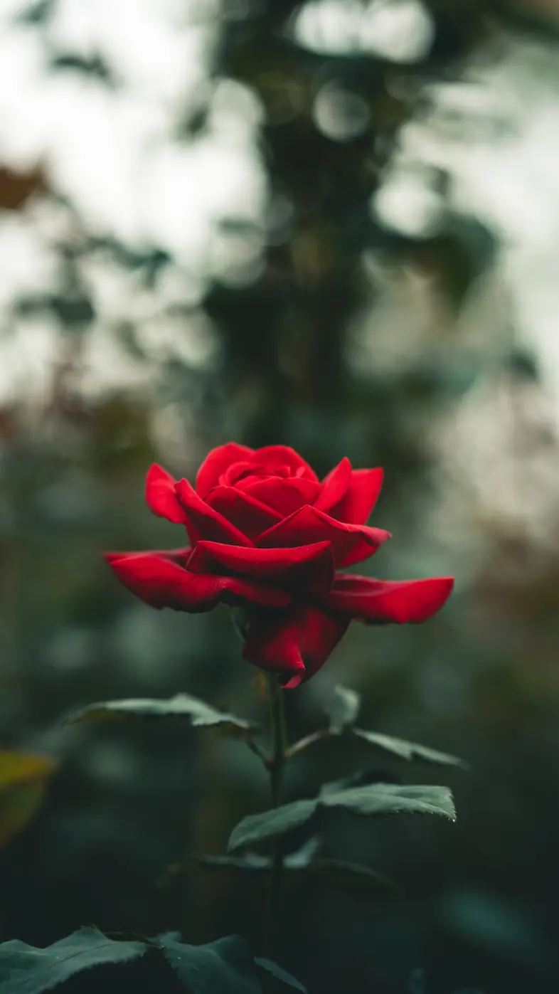 rose flower wallpaper
