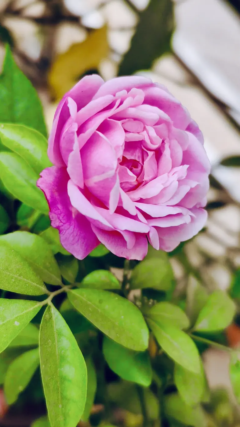 rose flower pink leaves wallpaper