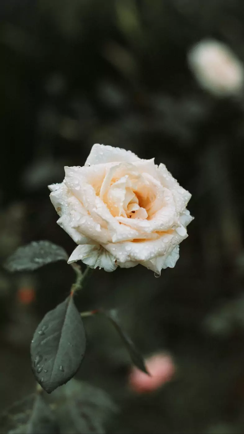 rose white drops dew wallpaper