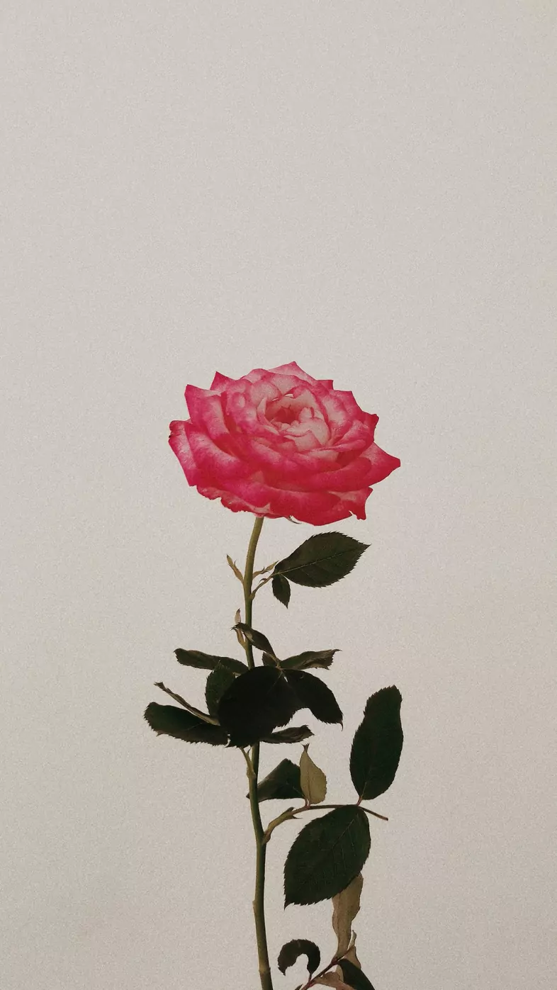 roses wallpaper