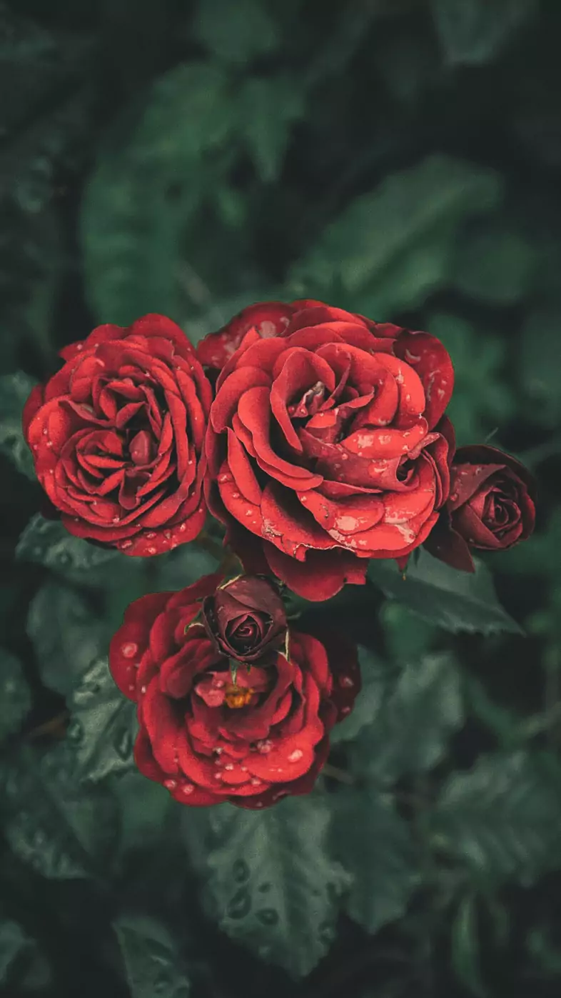 roses drops petals buds wallpaper