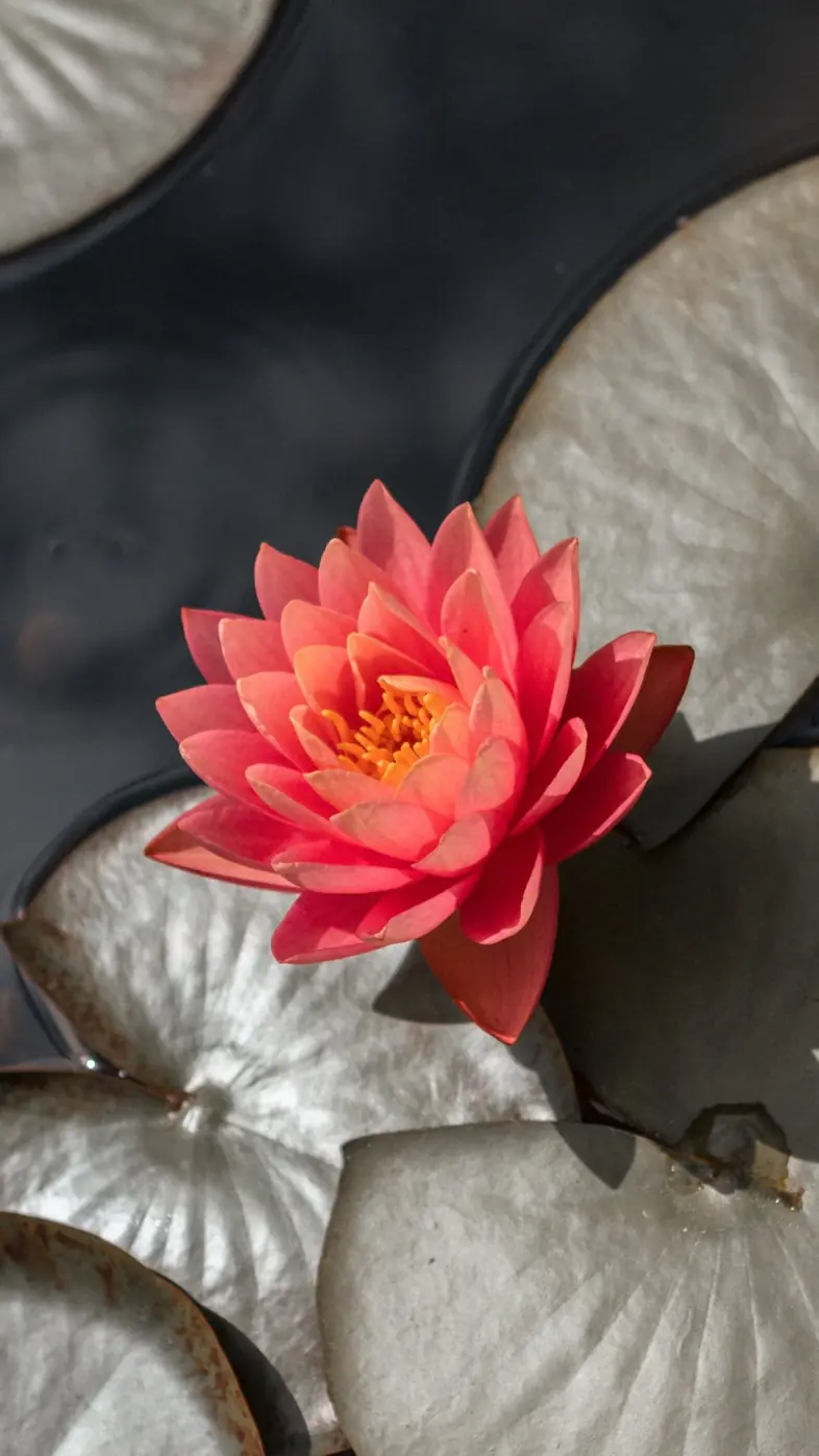 sacred lotus flower  wallpaper