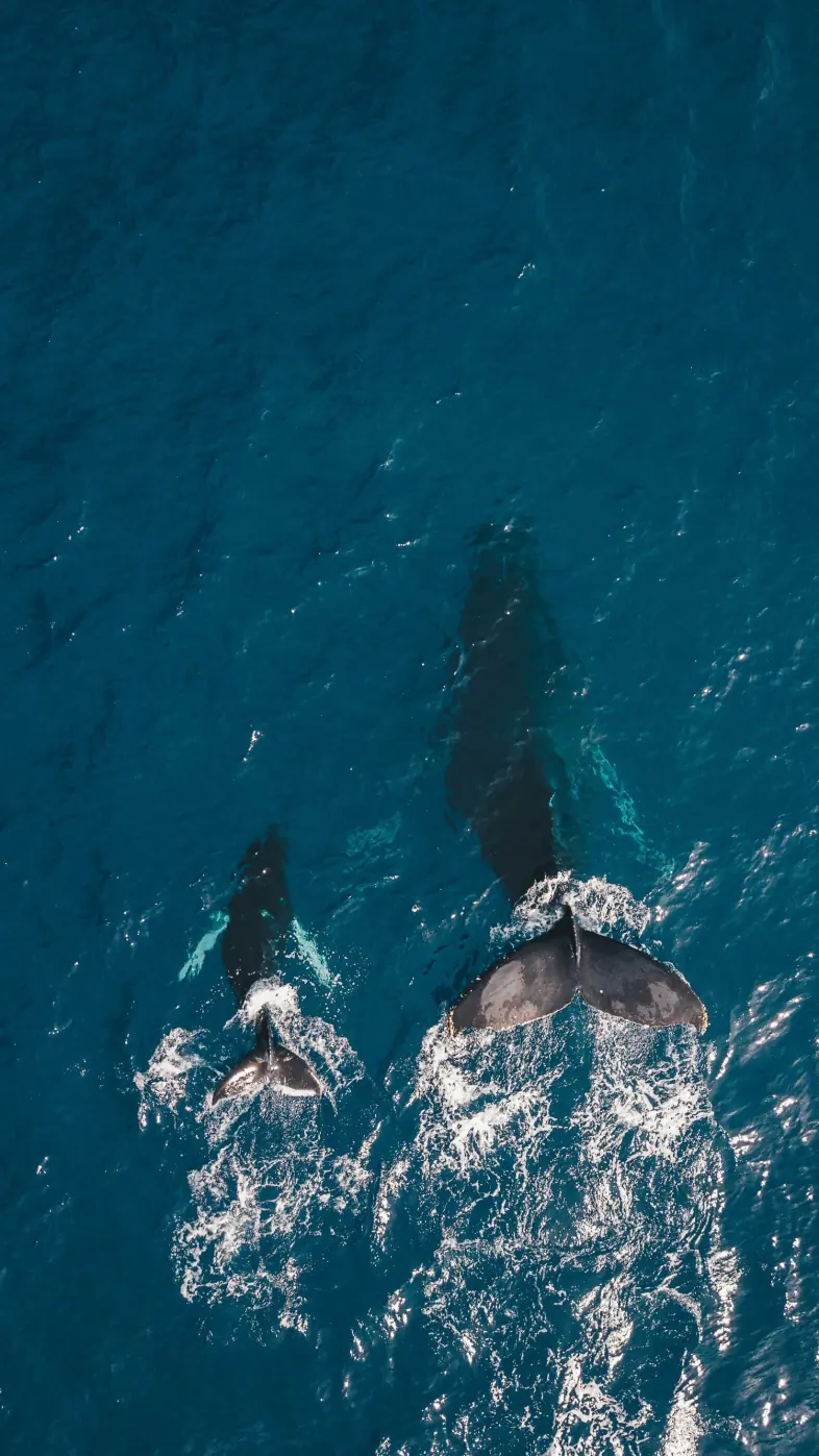 sea wallpaper