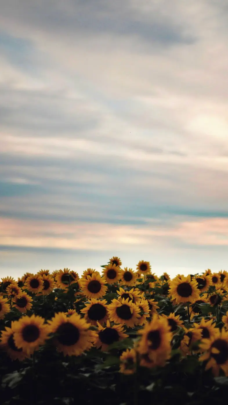 sunflower wallpaper