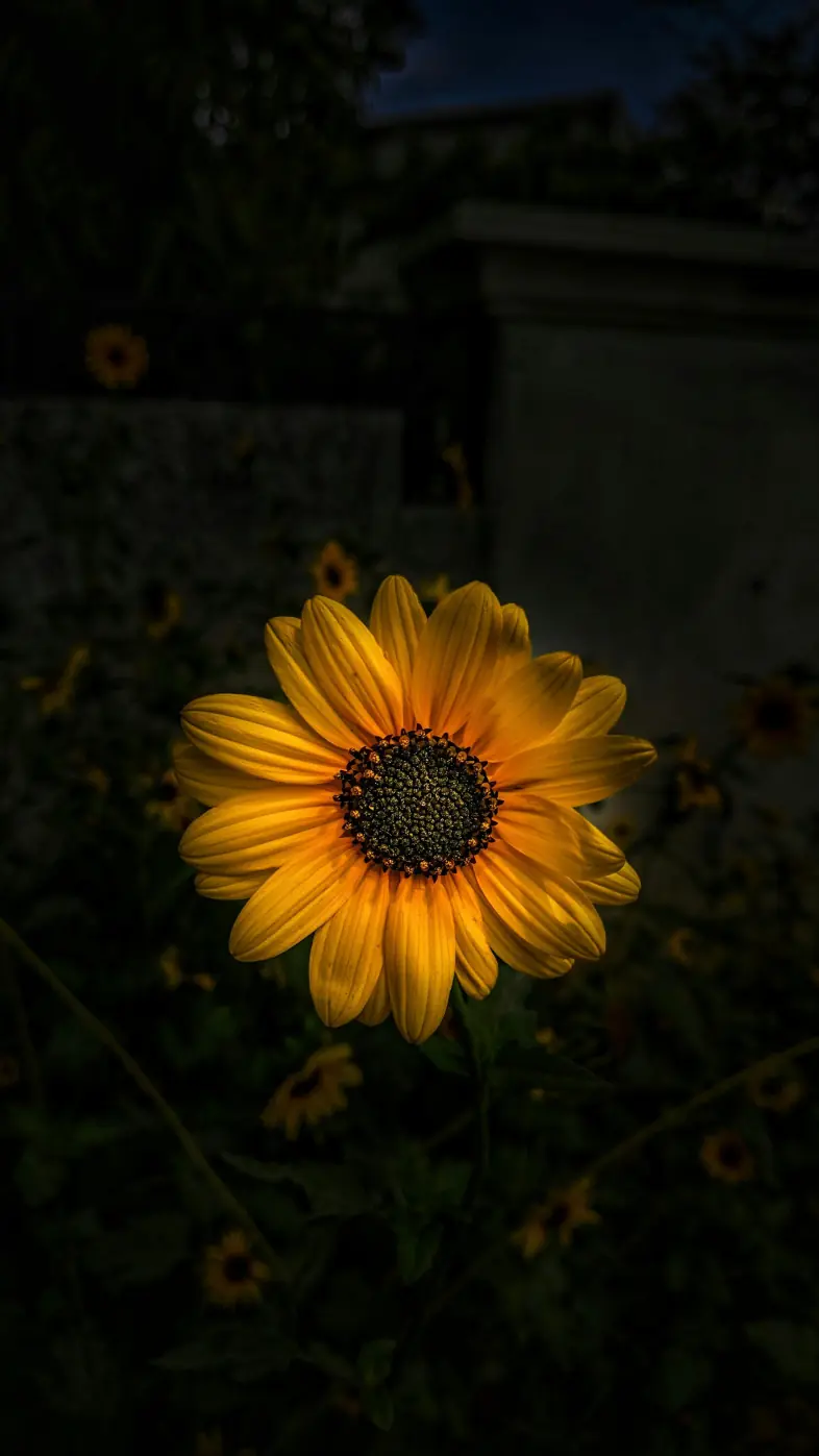 sunflower wallpaper