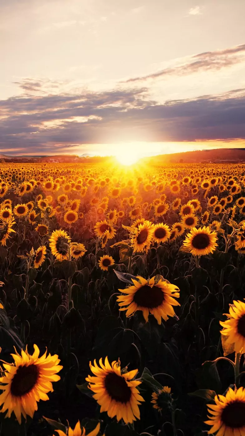 sunflower wallpaper