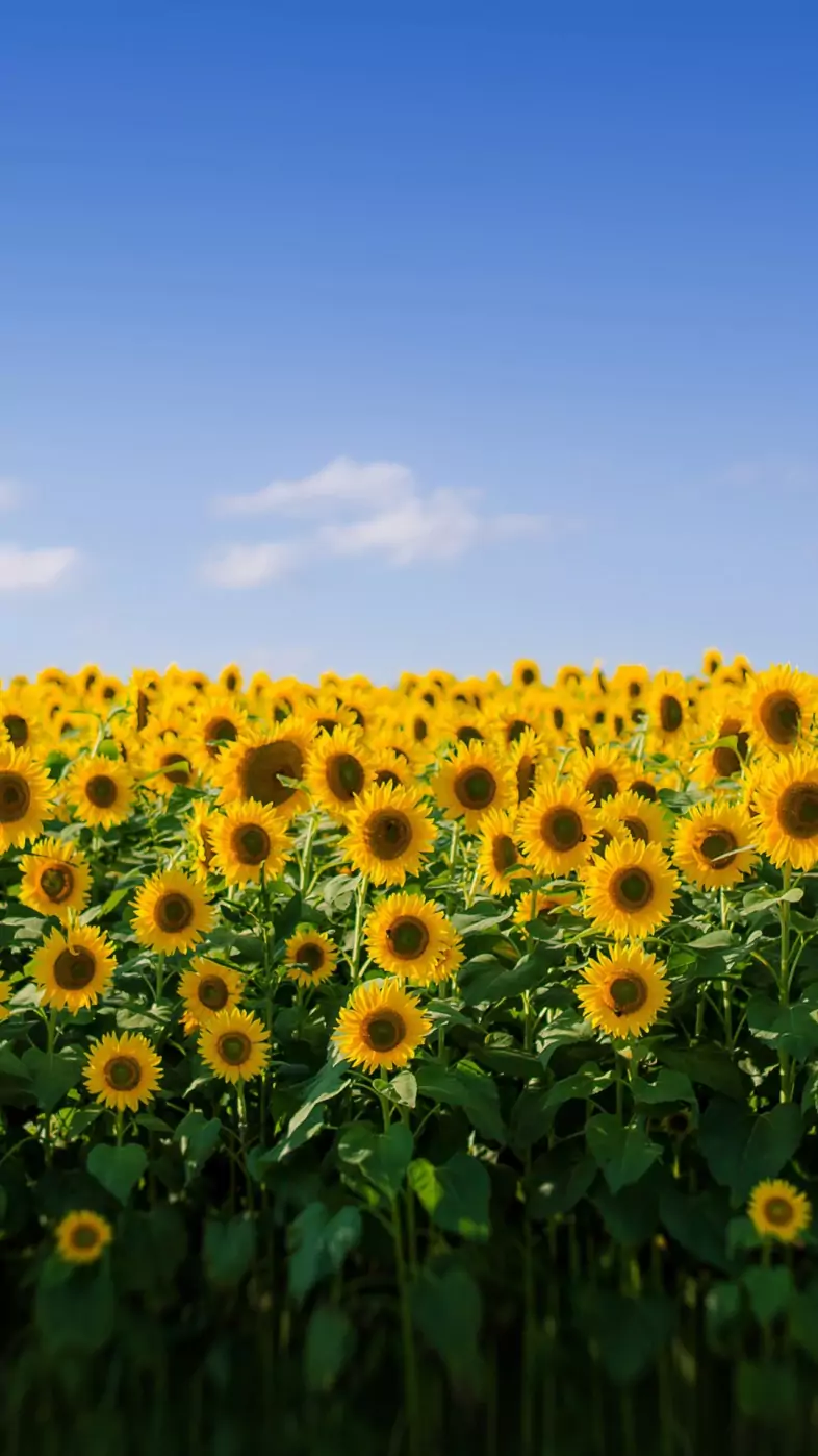 sunflower wallpaper