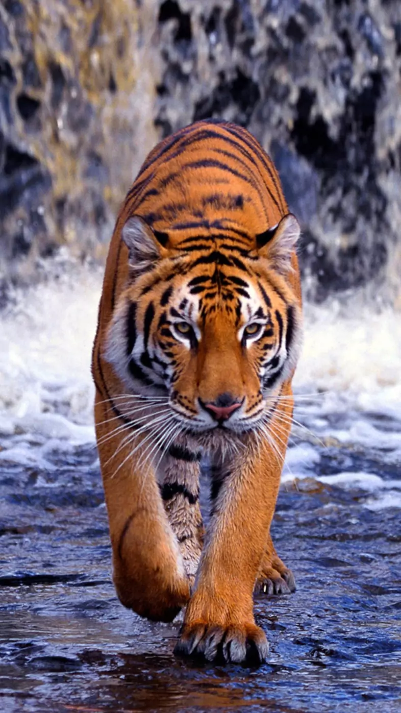 tiger wallpaper