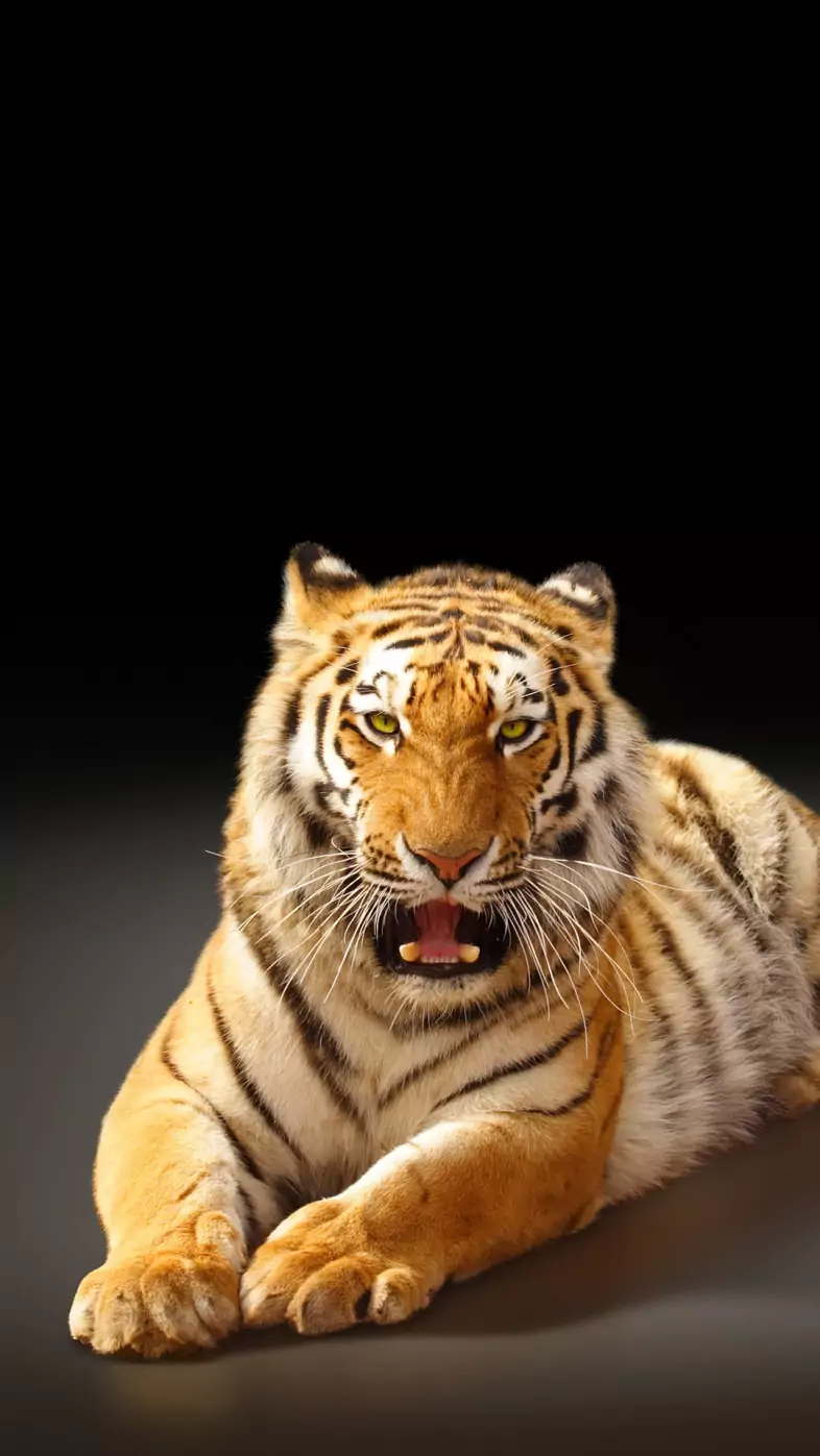 tiger wallpaper