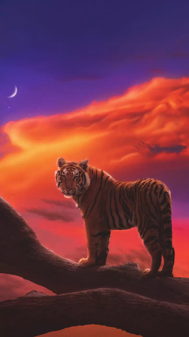 tiger the amber dream wallpaper