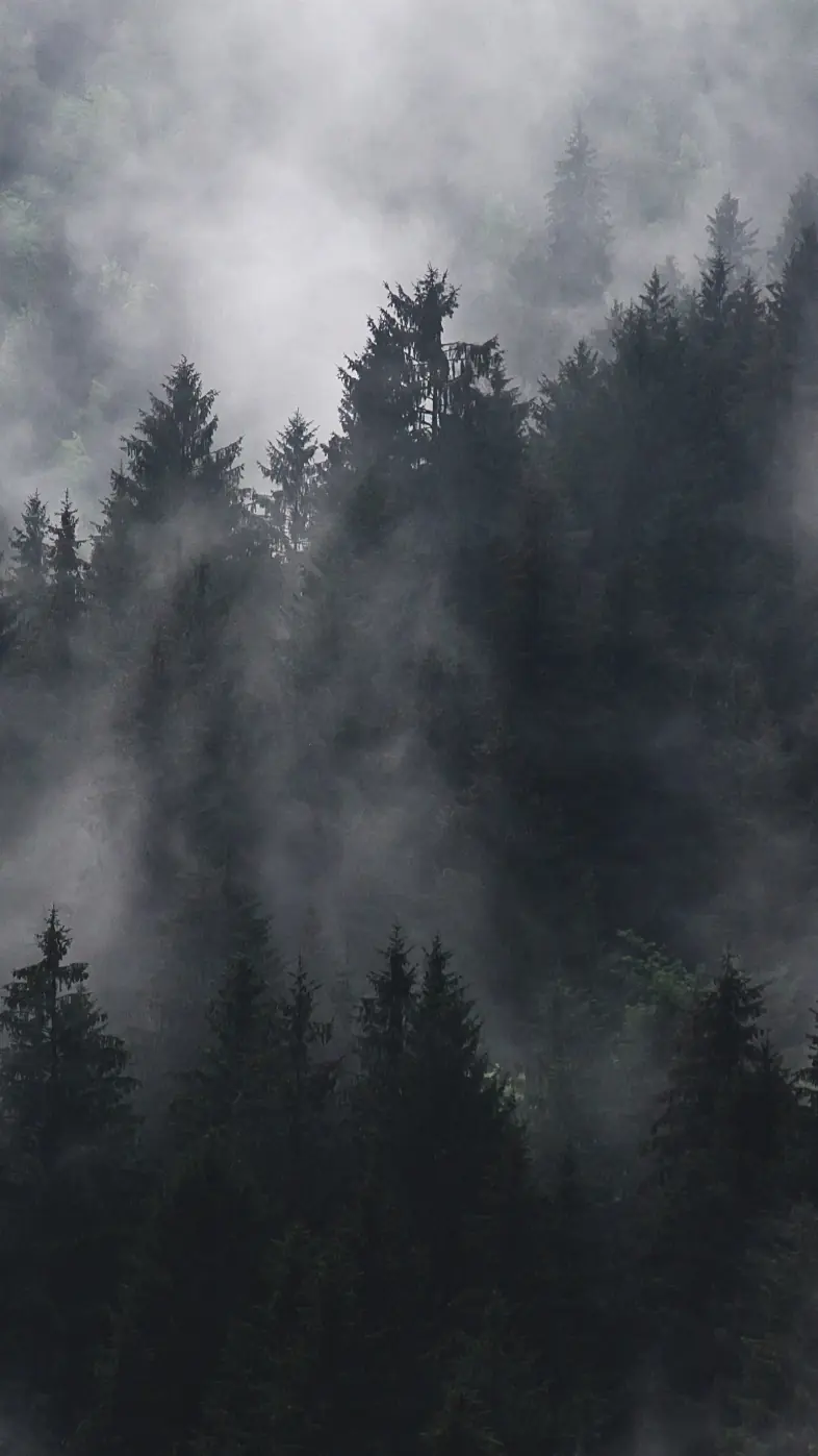 tree smoke wallpaper