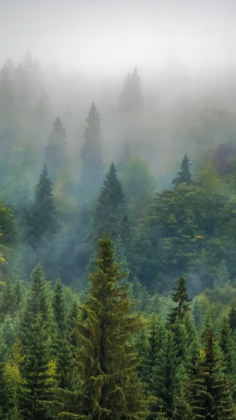 tree smoke wallpaper