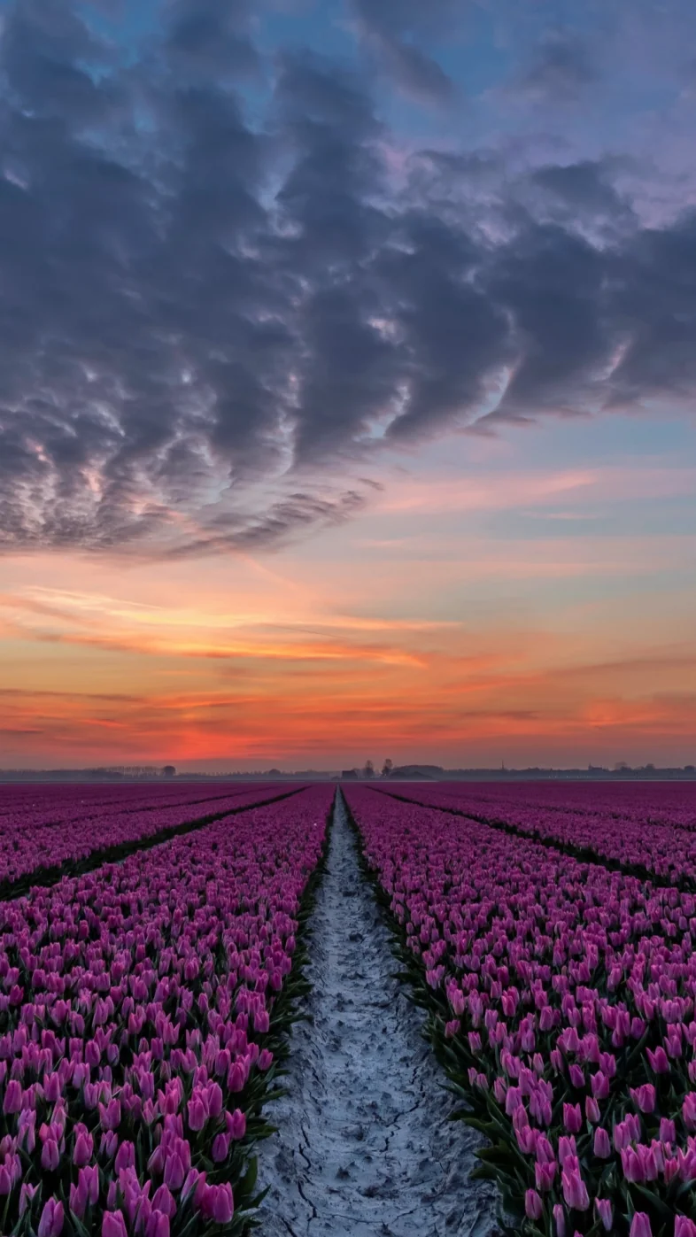 tulip flower wallpaper