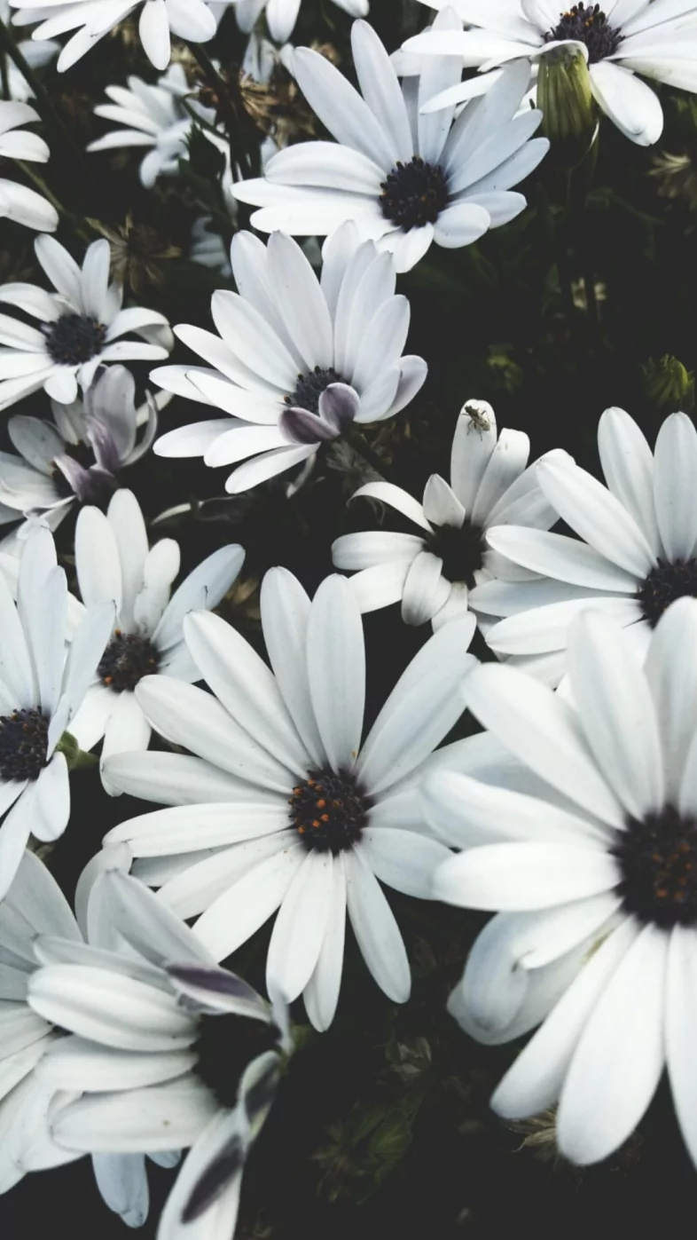 white aesthetic flower wallpaper