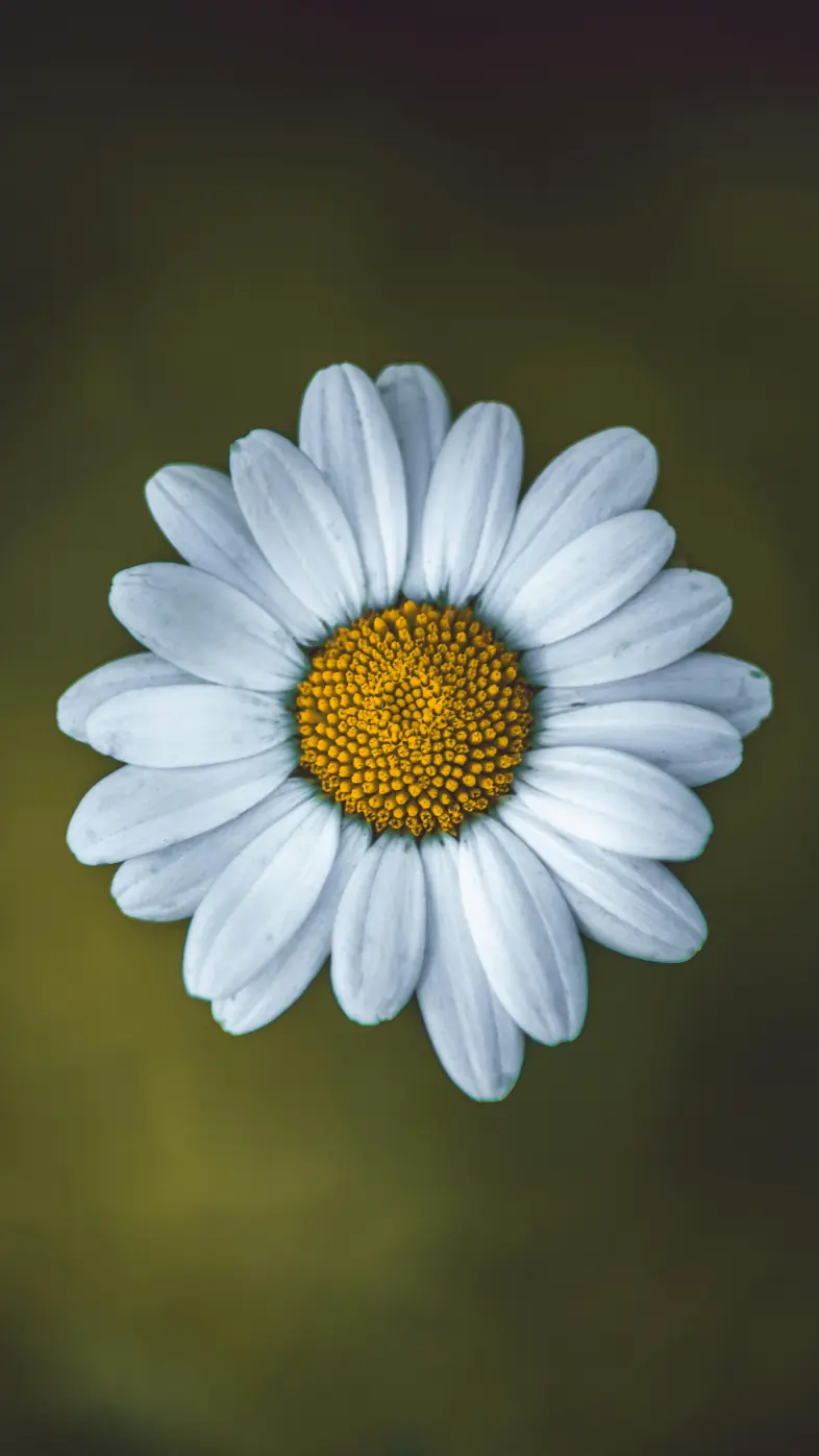 white flower wallpaper