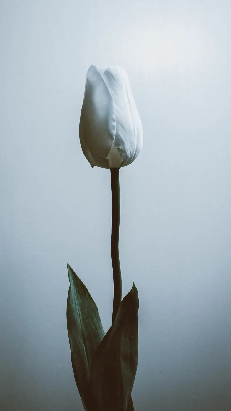 white flower wallpaper
