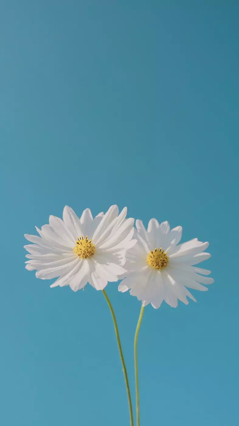 white flower wallpaper