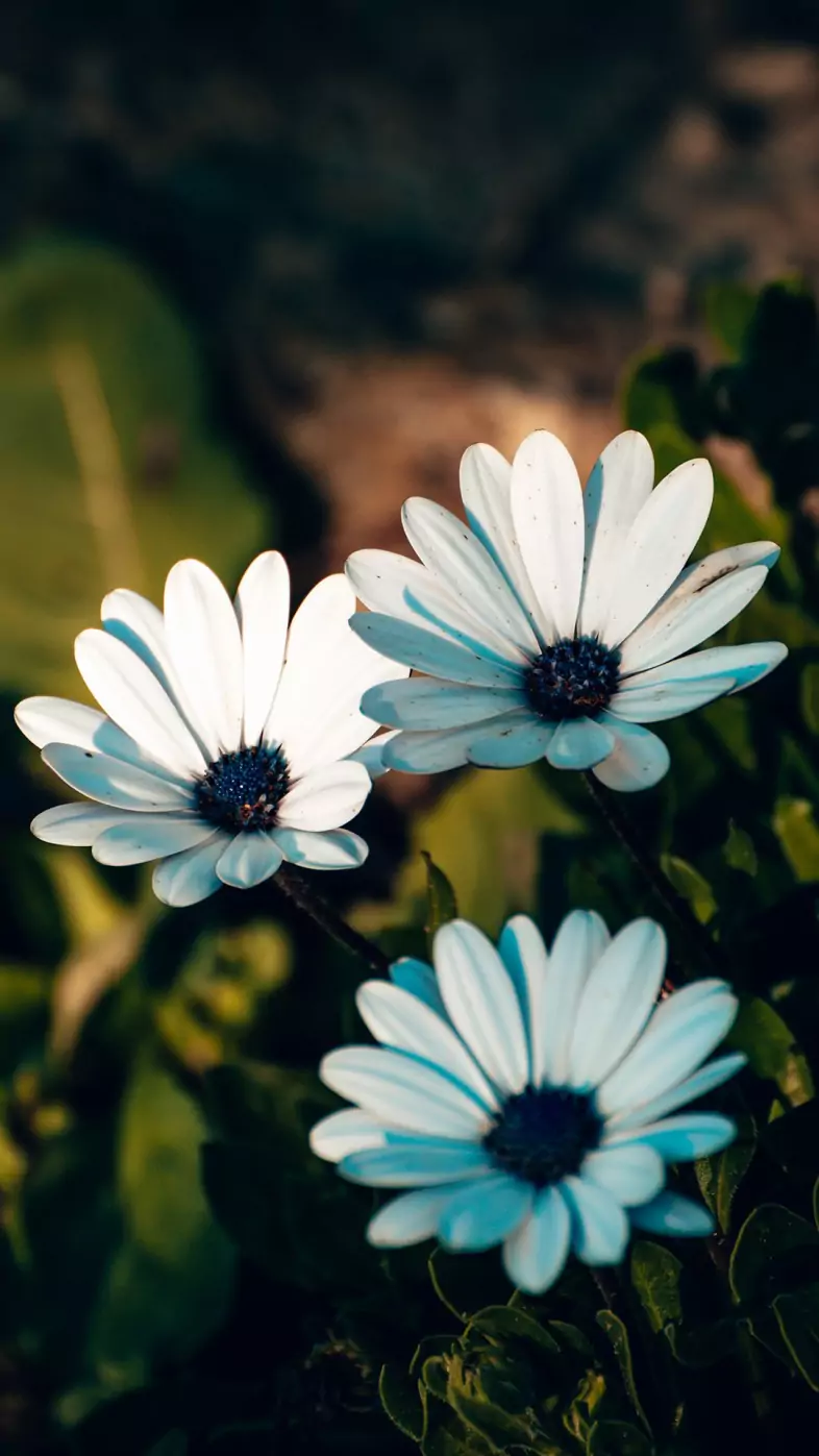 white flower wallpaper