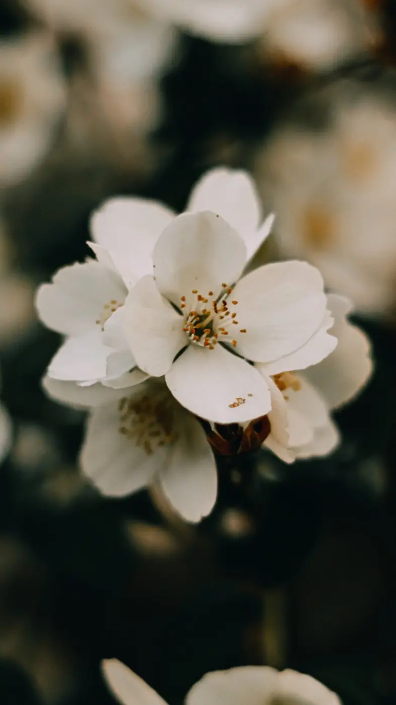 white petal flower wallpaper
