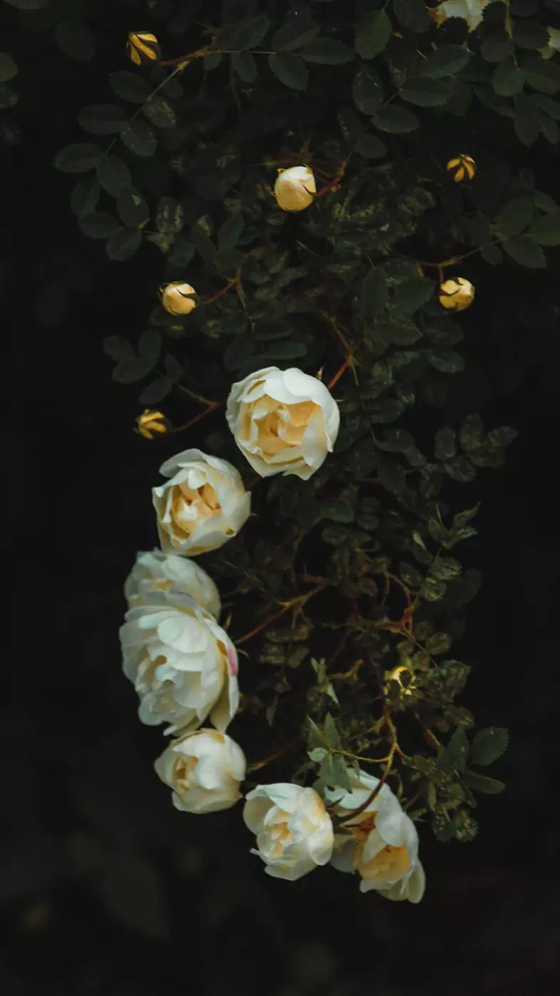 white rose wallpaper