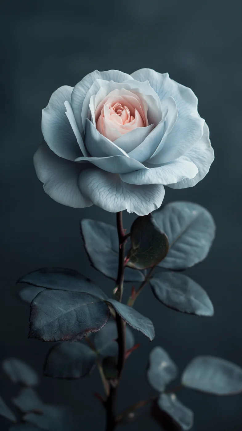 white rose wallpaper