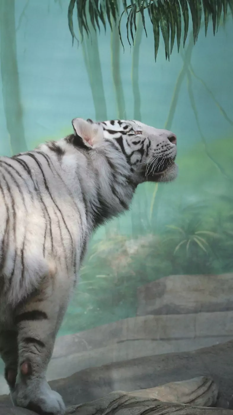 white tiger wallpaper