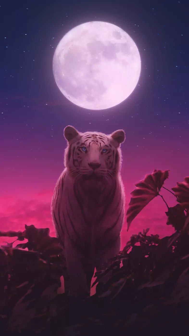 white tiger wallpaper