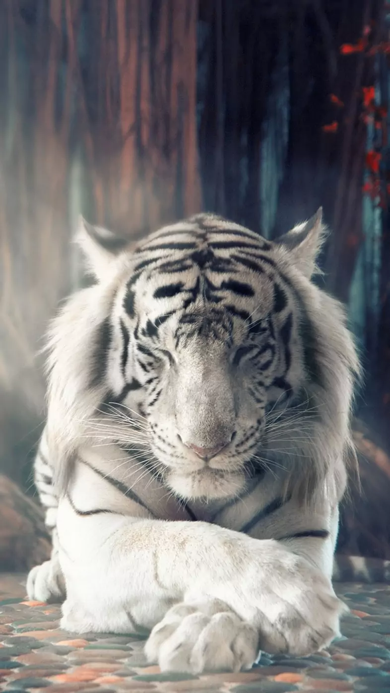 white tiger dreamy wallpaper