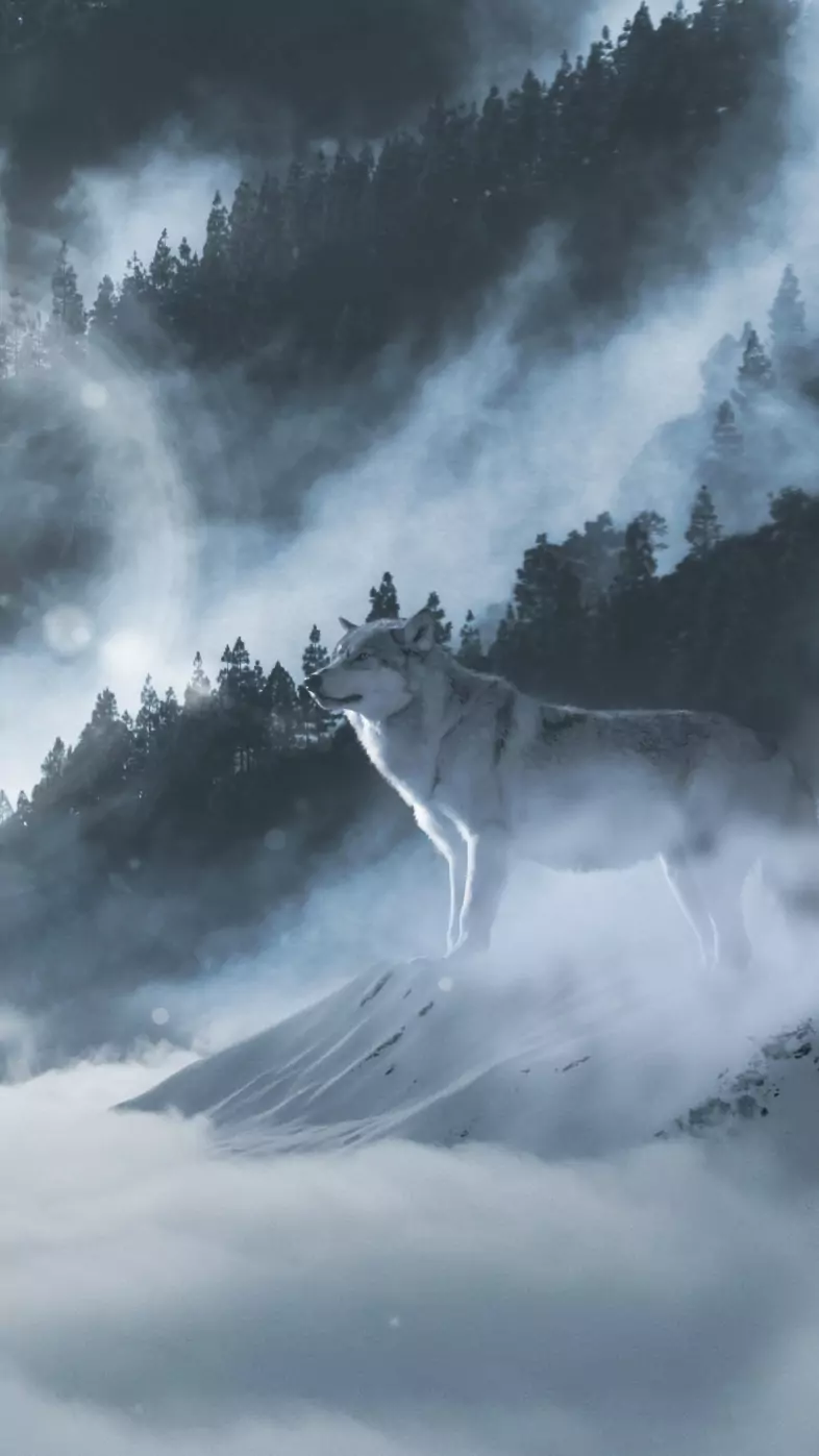 wolf snow wallpaper