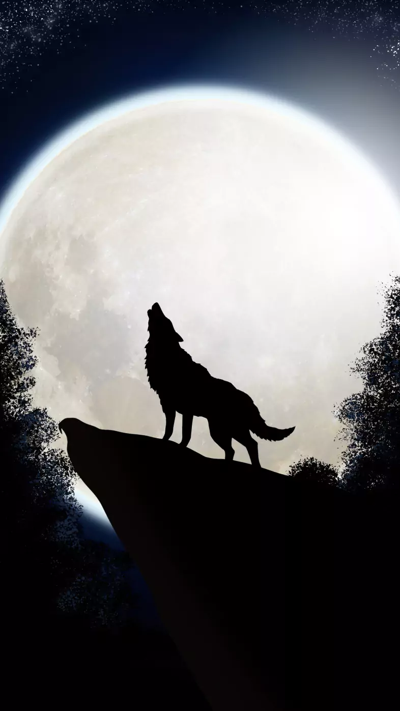 wolf the midnight colf wallpaper