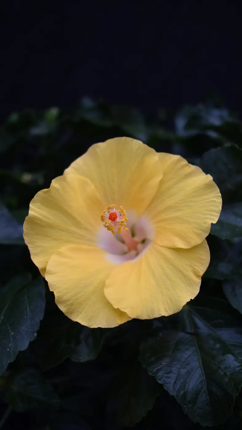 yellow flower wallpaper