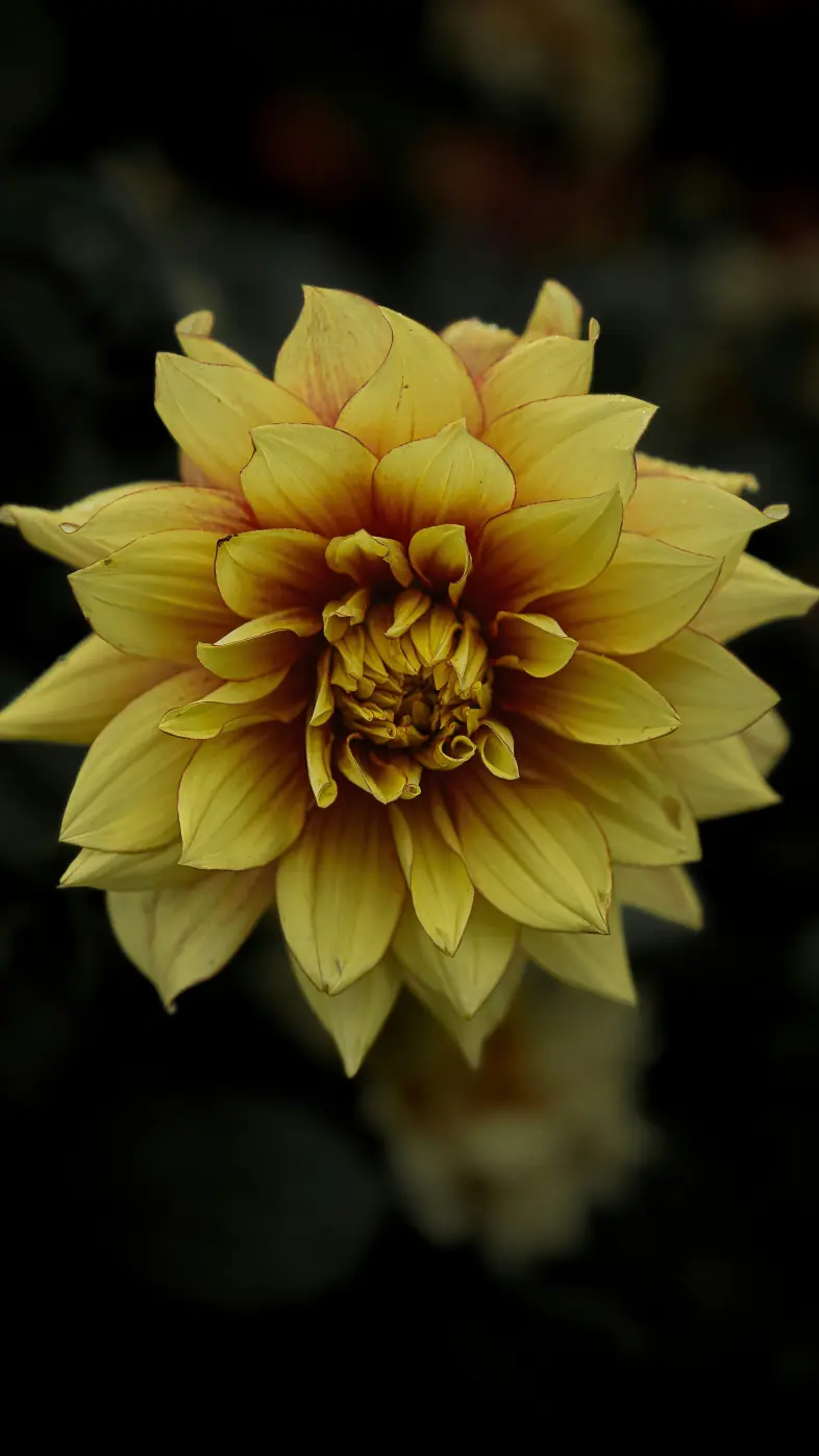 yellow flower wallpaper