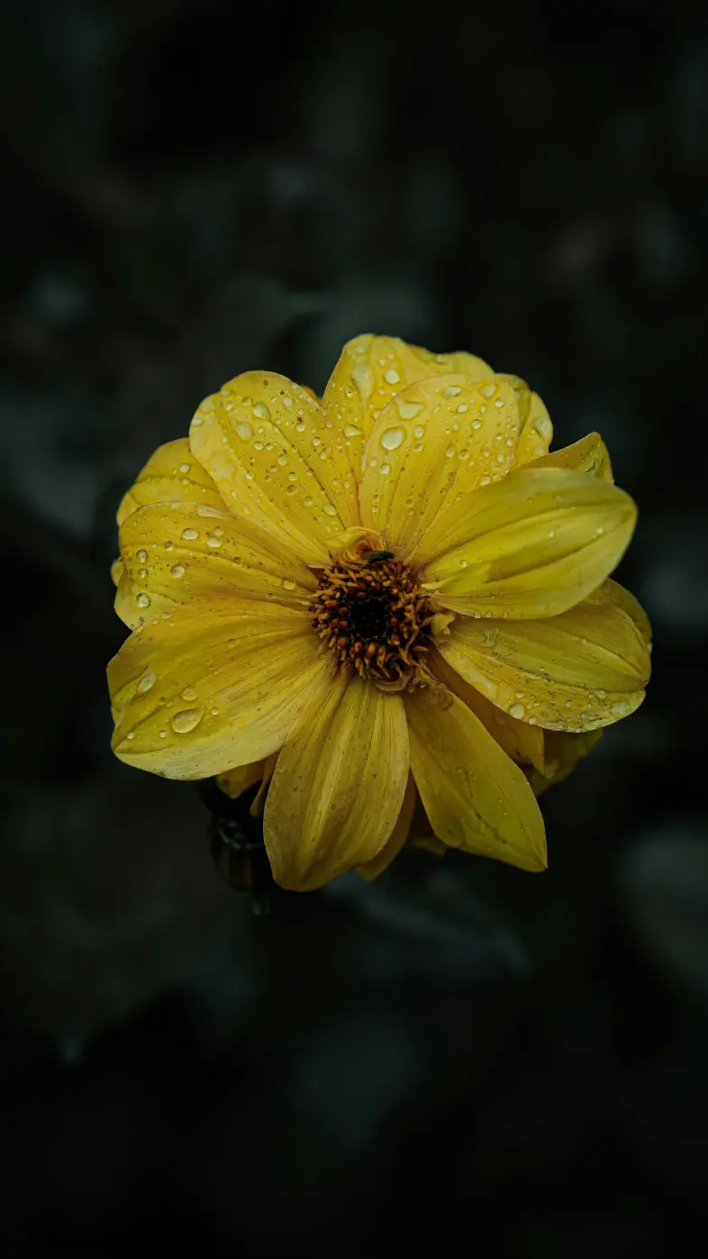 yellow flower  wallpaper