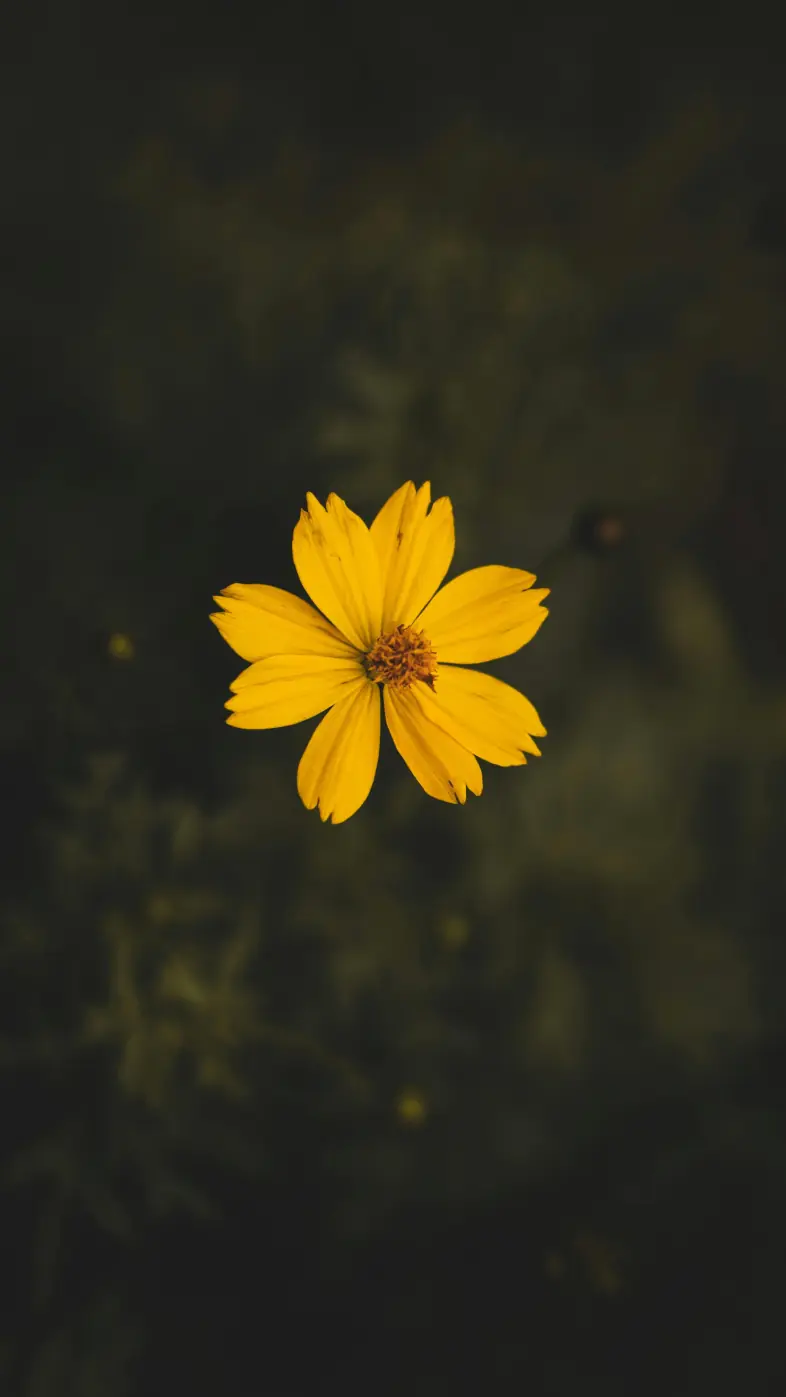 yellow flower wallpaper
