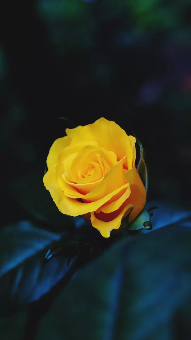 yellow flower wallpaper