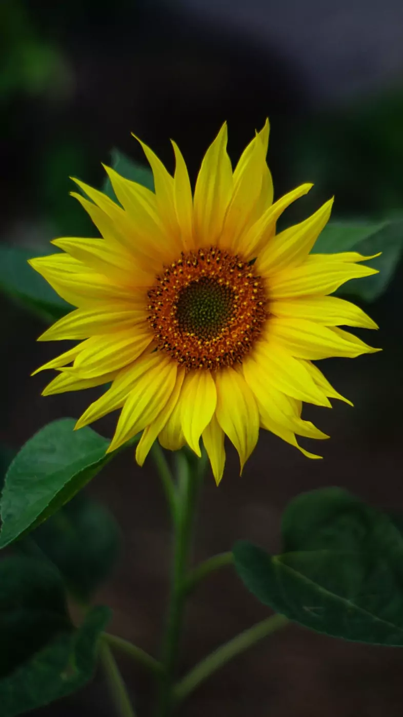 yellow flower wallpaper