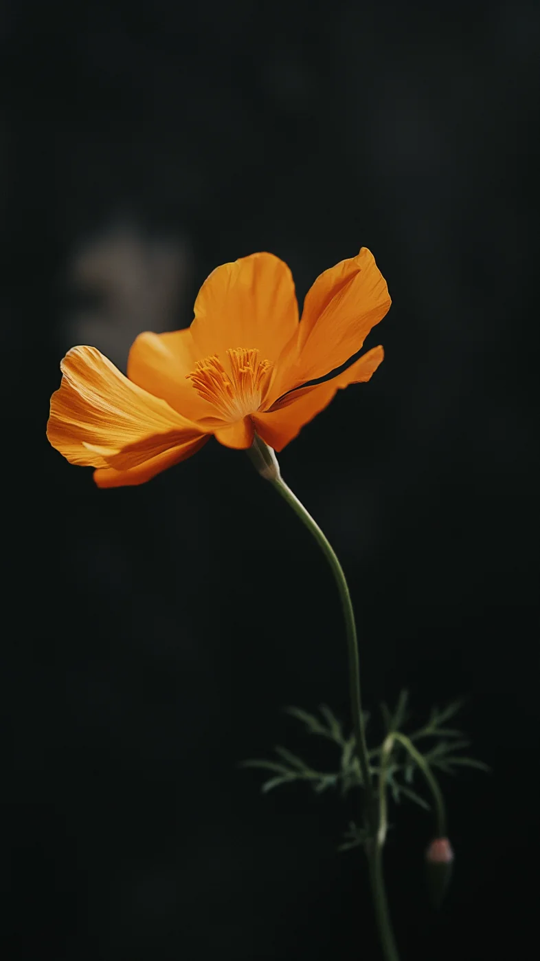 yellow flower wallpaper