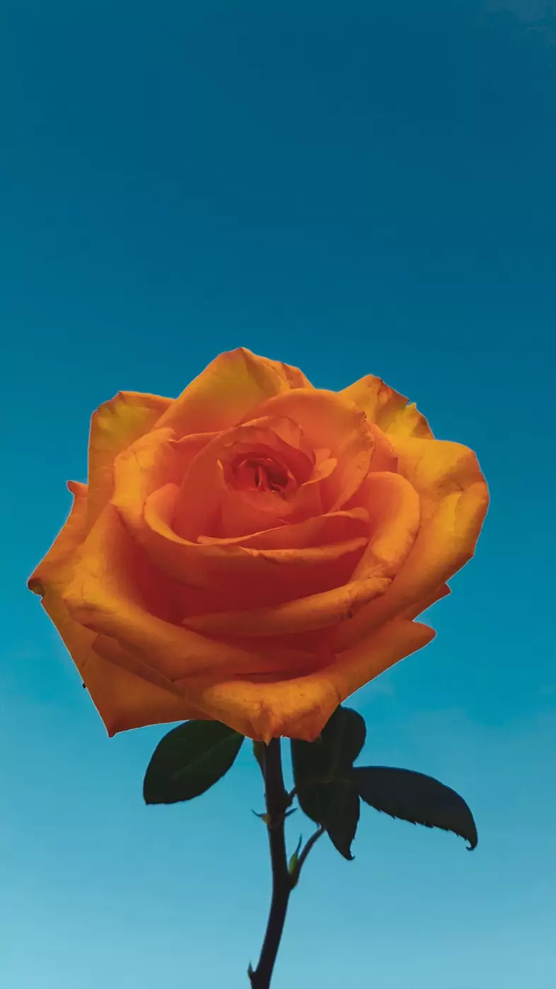 yellow rose wallpaper